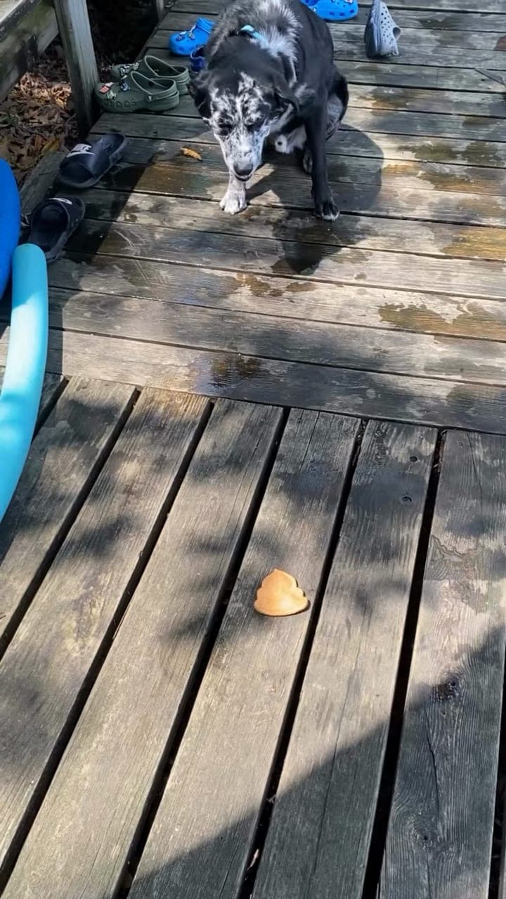 A black and white dog in a blue collar crossing a sunny deck towards a dog treat